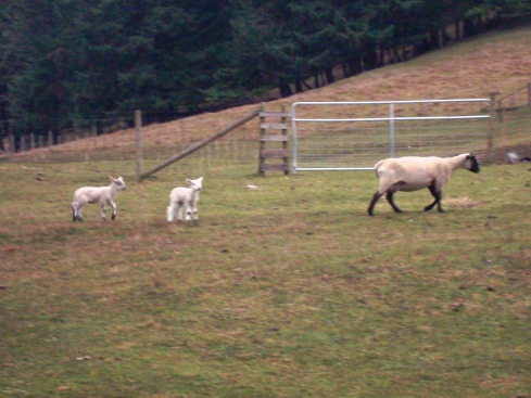 Lambs are everywhere on Salt Spring Island right now